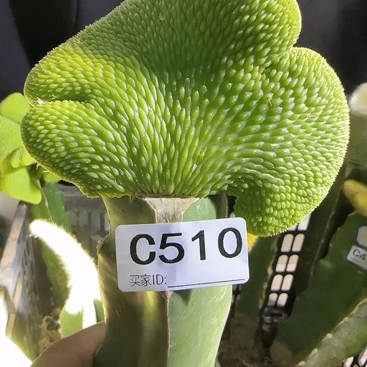 嫁接青蛇缀化510