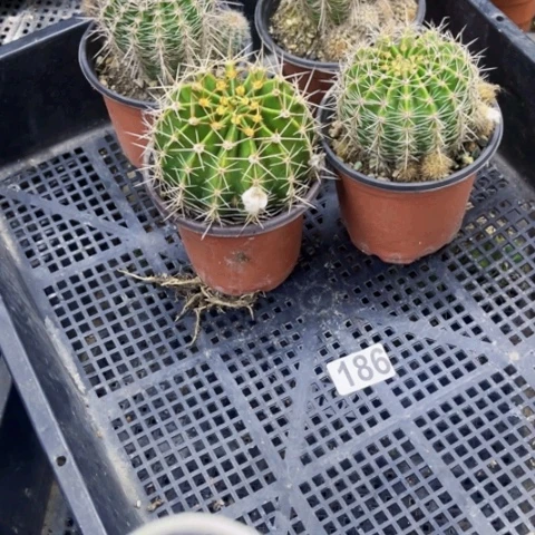 186彩草4盆带盆一物一图如图