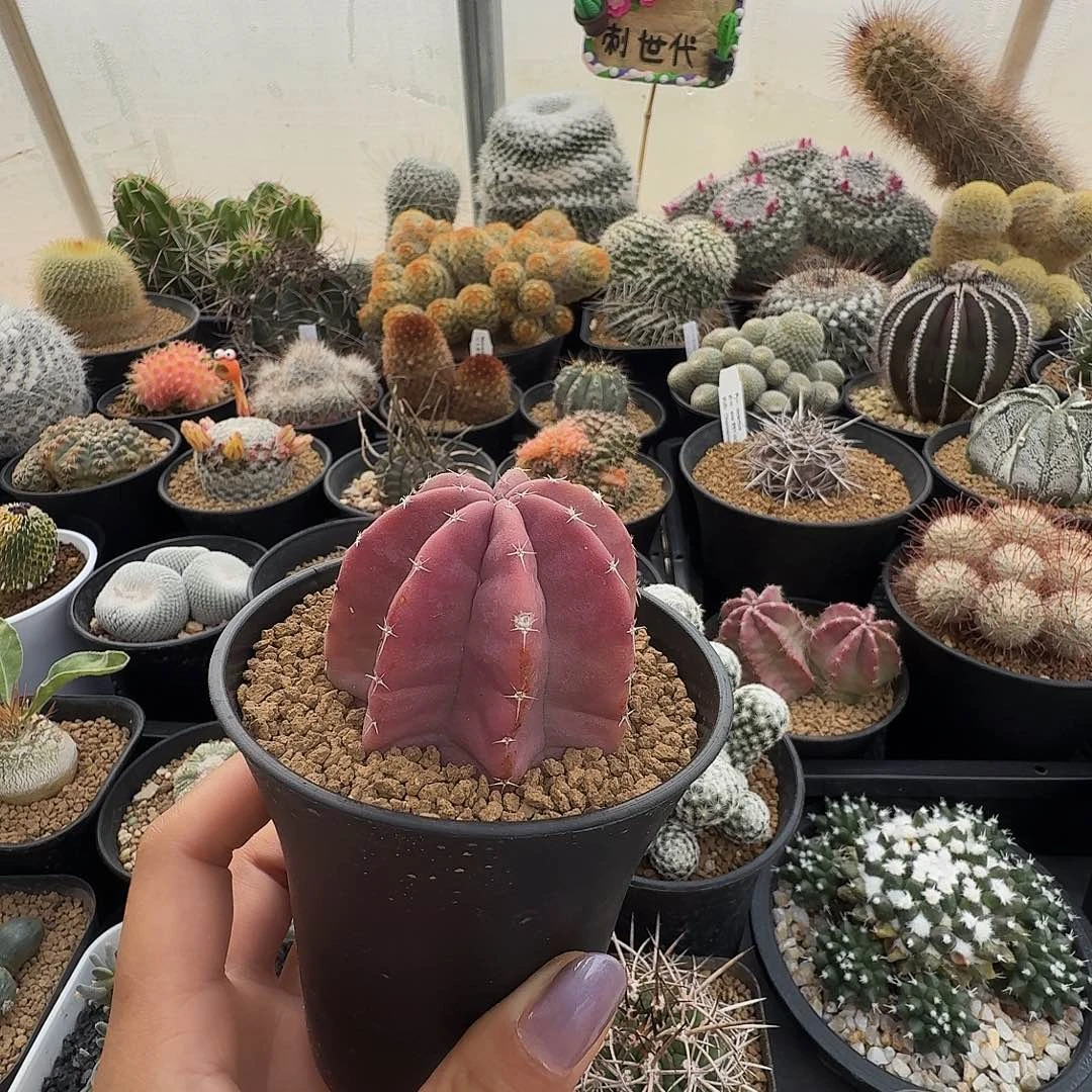 实生果冻虾脱土发货