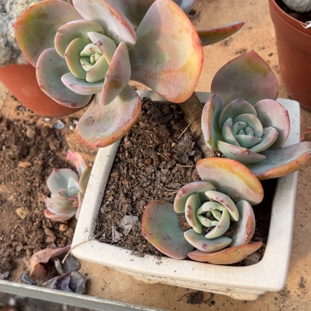 【闪购商品】无花朵*️****