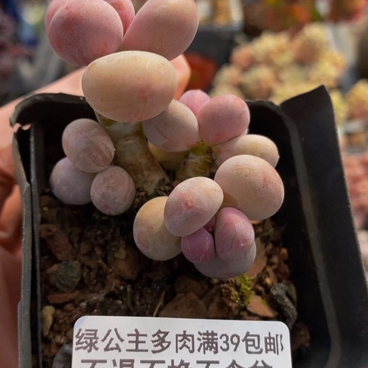 蛋黄奶4cm234多肉植物