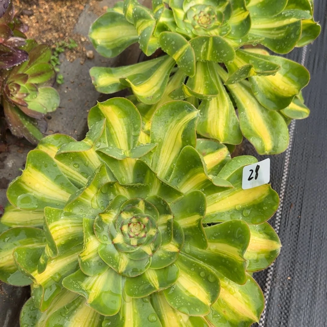 28暴君多肉植一颗28