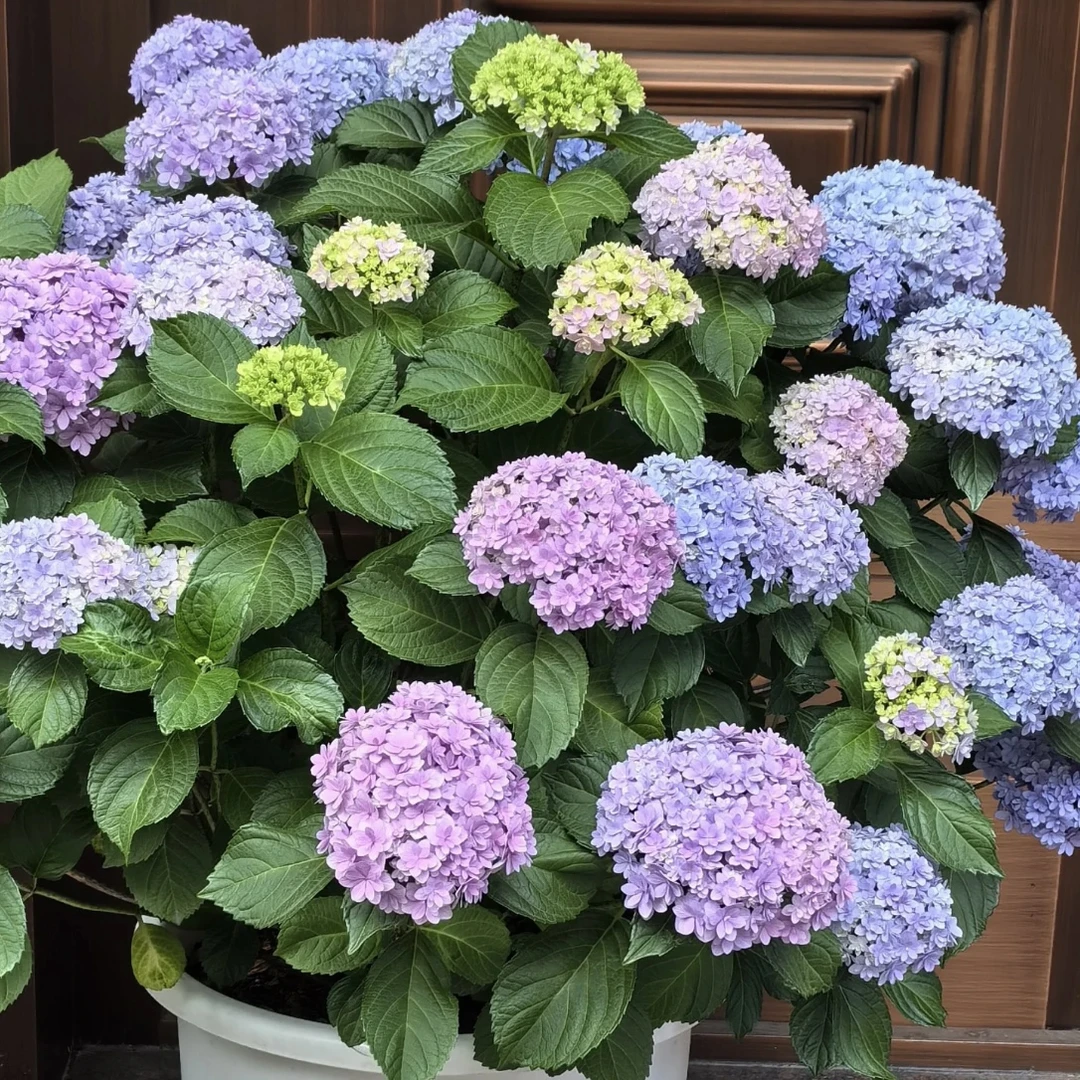 花手鞠绣球盆栽庭院阳台花卉植物喜水易养护
