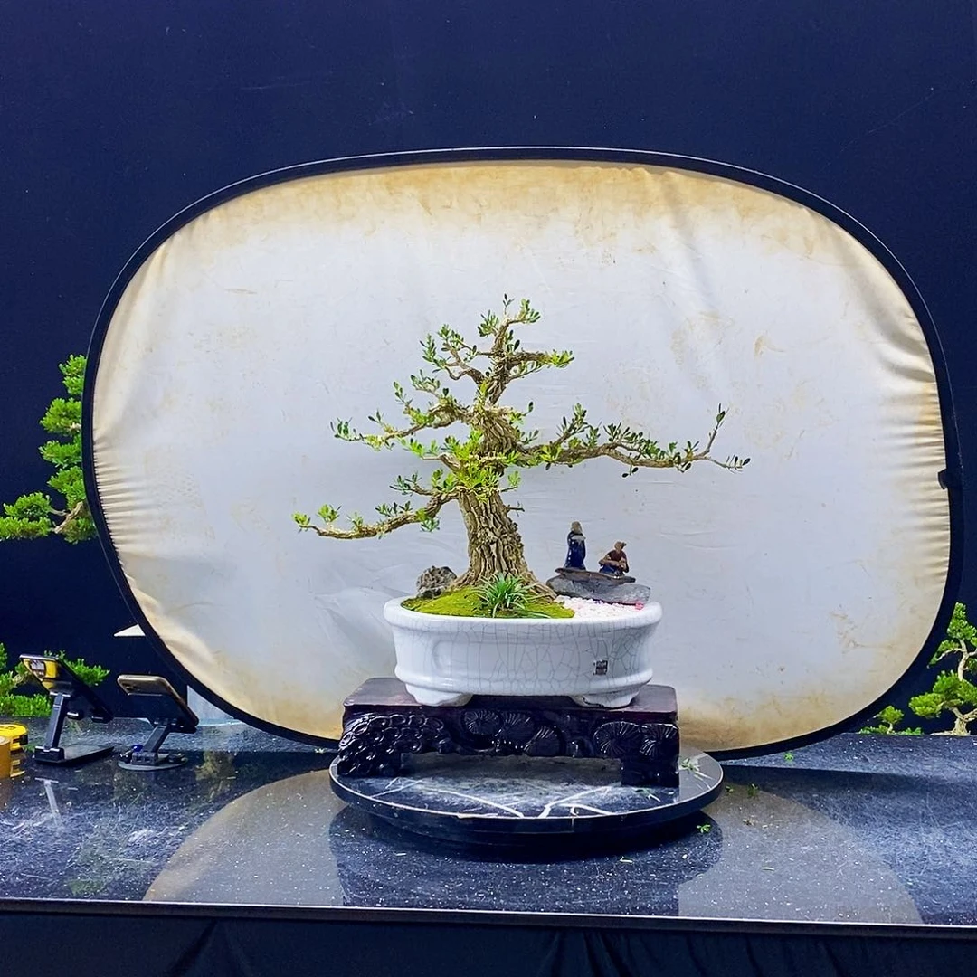无花朵精品黄杨盆景