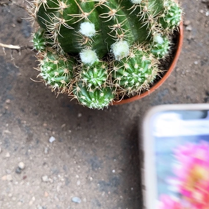 火凤凰丽花246778