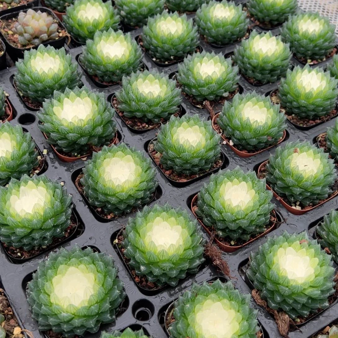 宝莲灯玉露多肉植物一颗