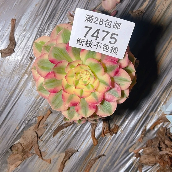 7475倾城多肉植物