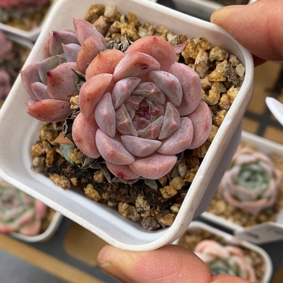 精品多肉一物一拍不包整342