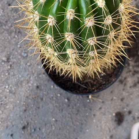漂亮毛花毛花357899