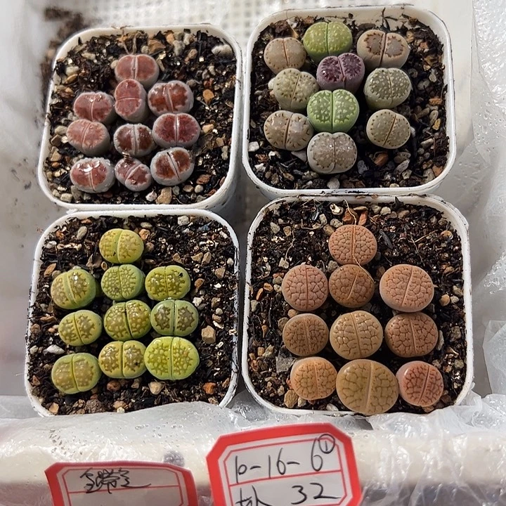 爱石阁生石花一物一拍