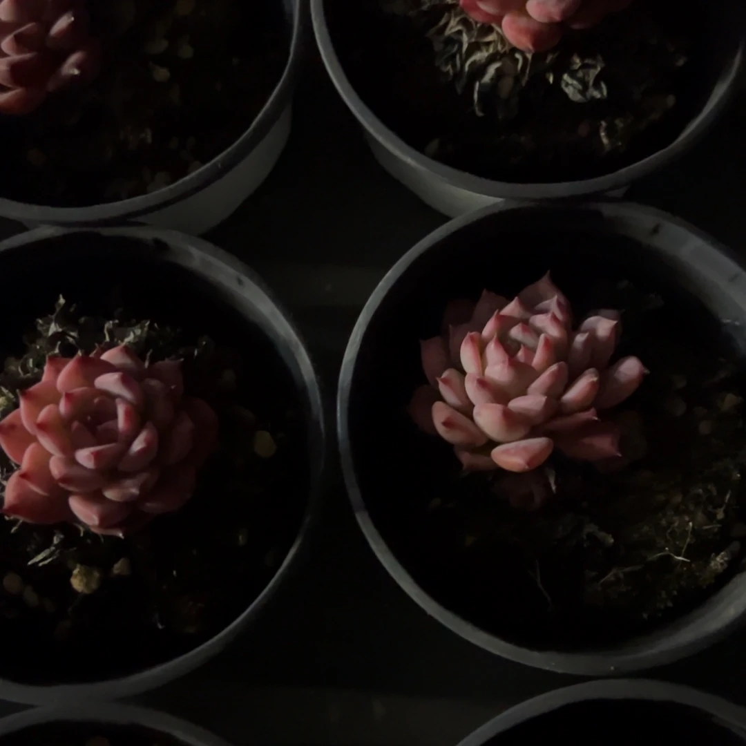 玛利亚，福利多多！