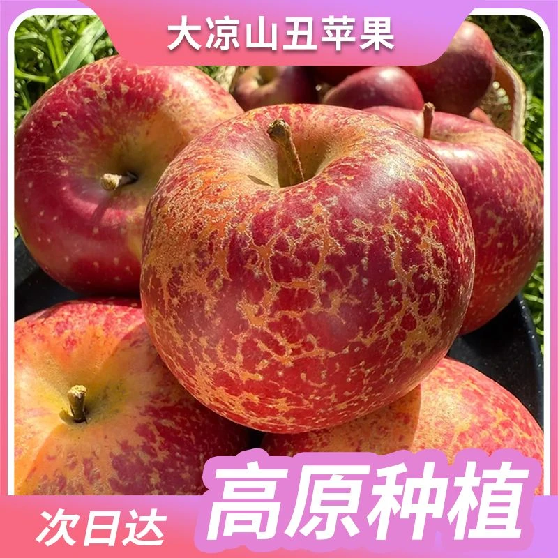 云南昭通苹果云南省