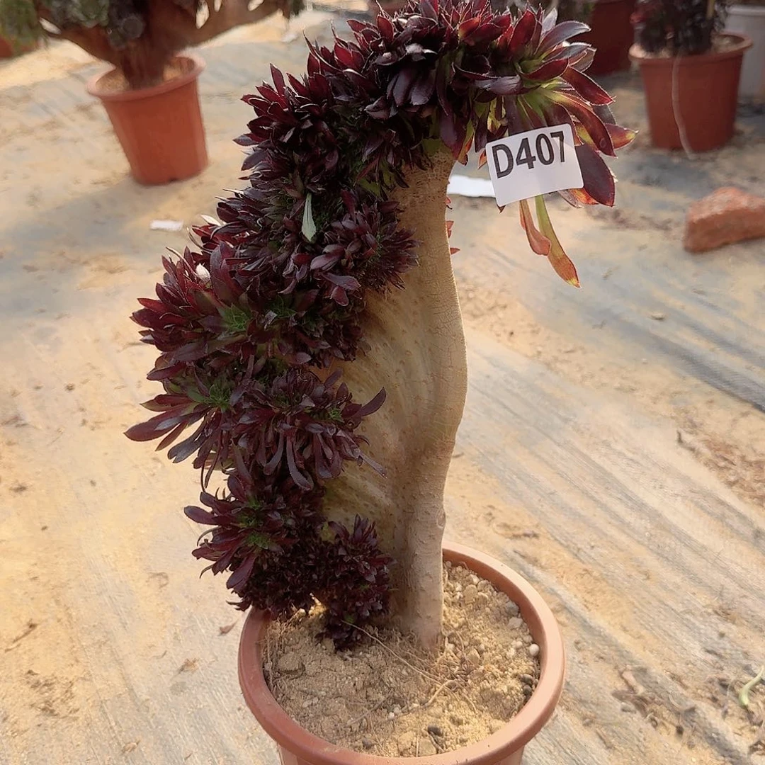 407黑法师一颗有伤