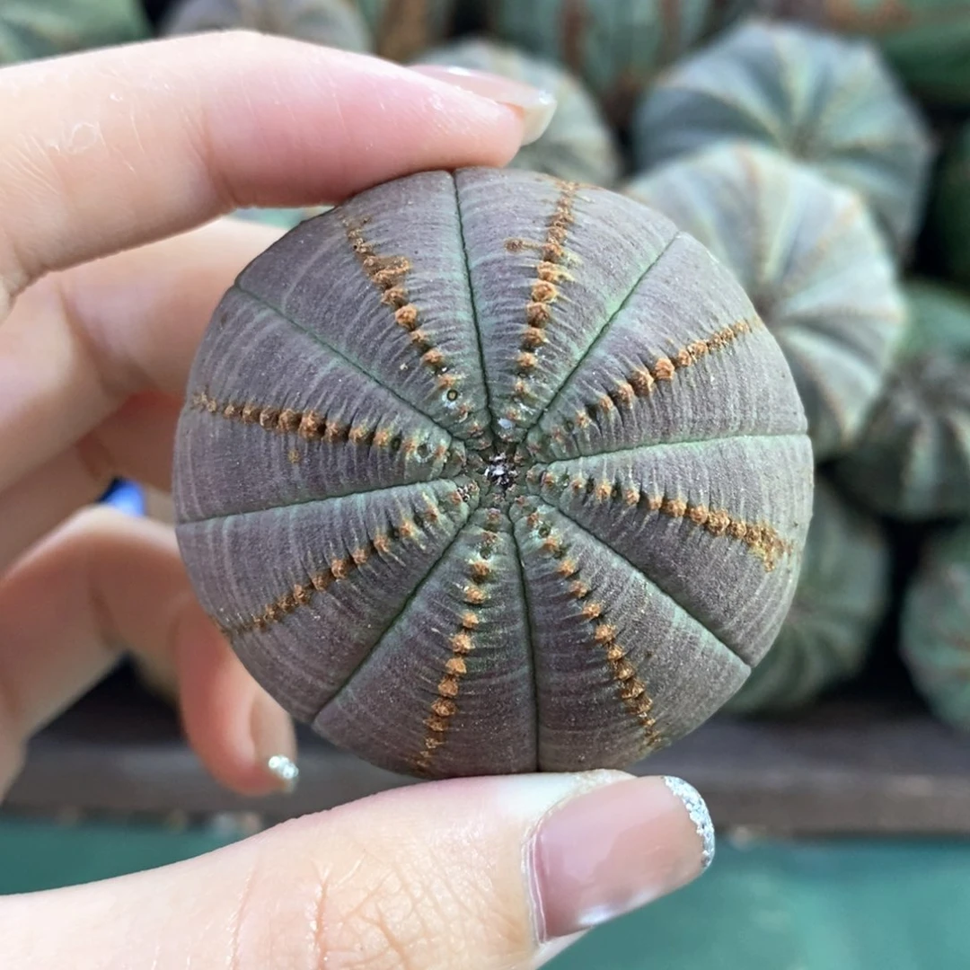 布纹球精品一物一拍