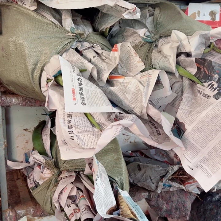 整颗20斤重库拉索芦荟，种植观赏