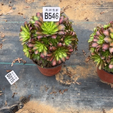 (****)546韶华多肉植物