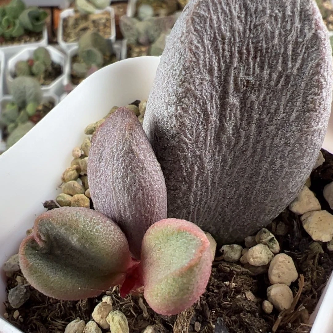 甜心水泡超大母叶多肉植物