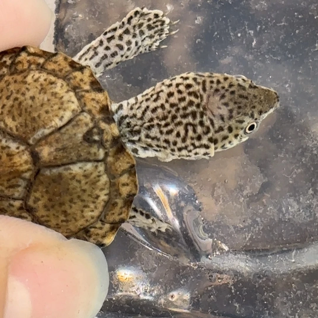 宠物龟不分公母红领巾大粗纹双满文黑刀