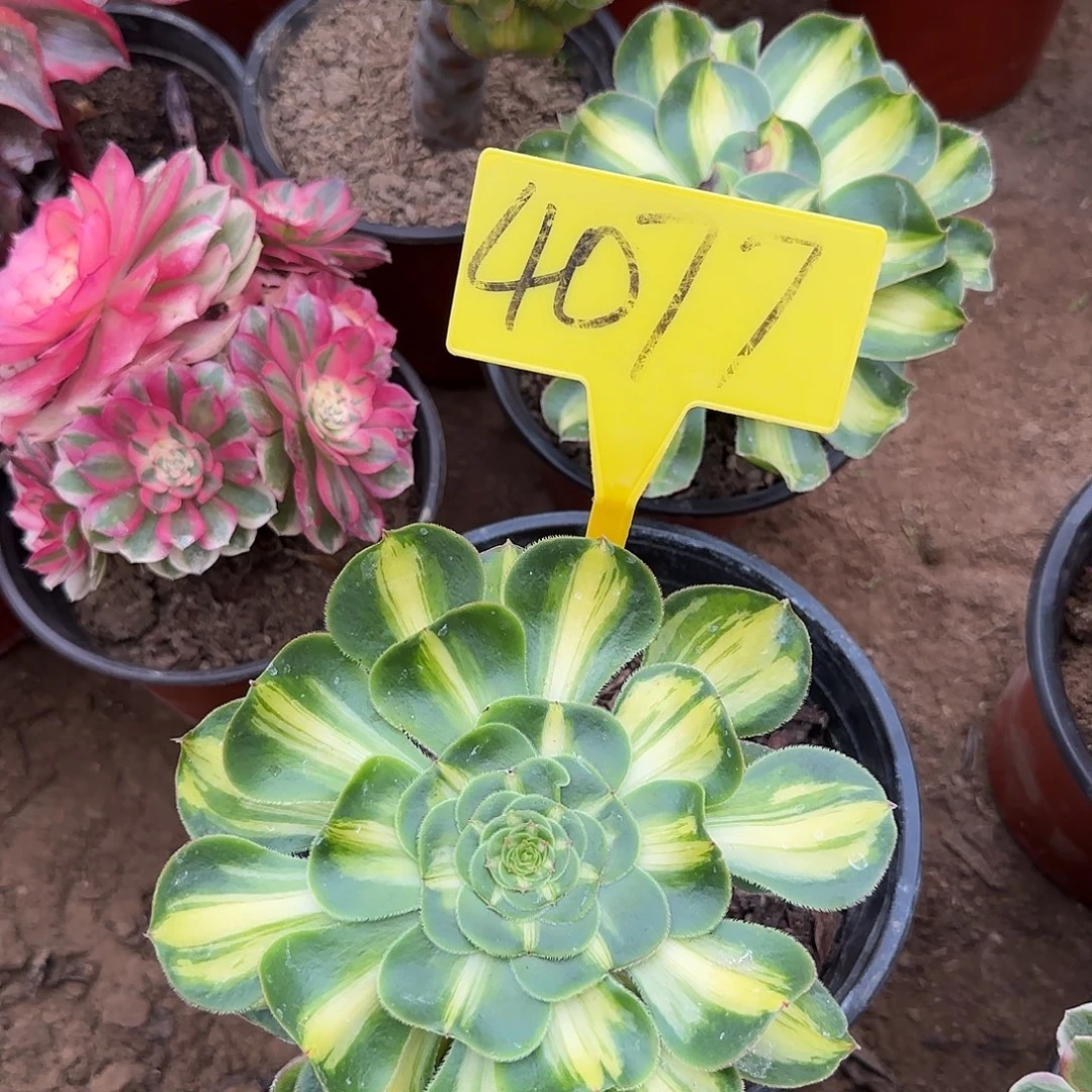 4077--暴君多肉植物