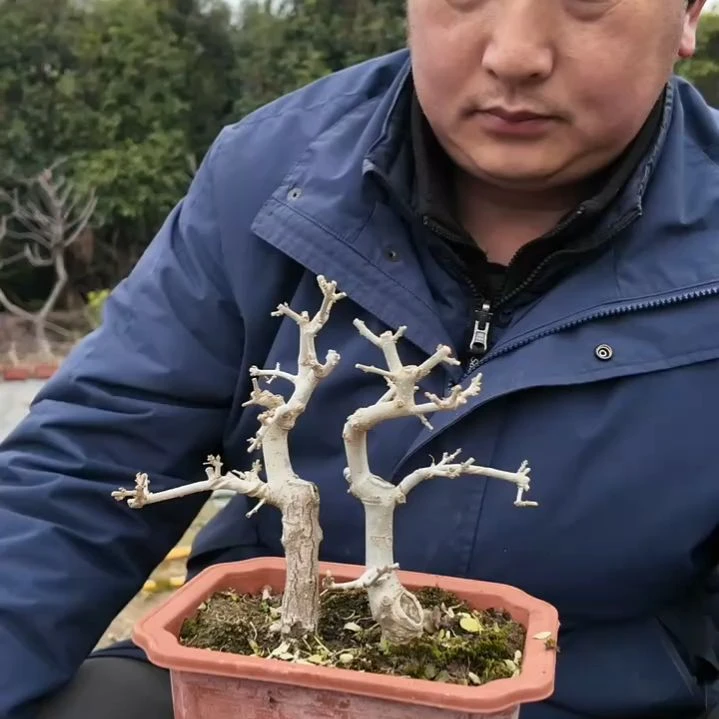 无花朵对节白蜡盆景