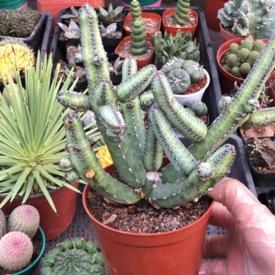 余****无花朵2857带盆土