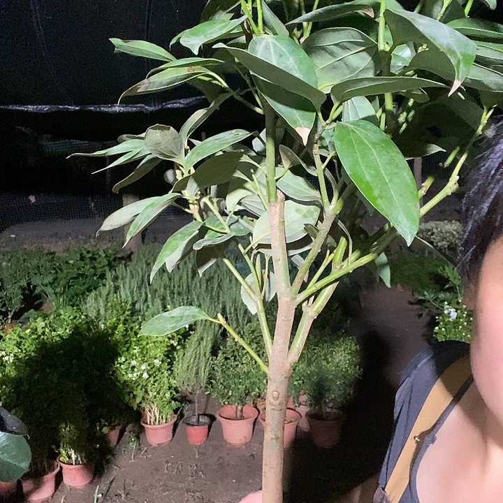 全部花苞处理平安树29的