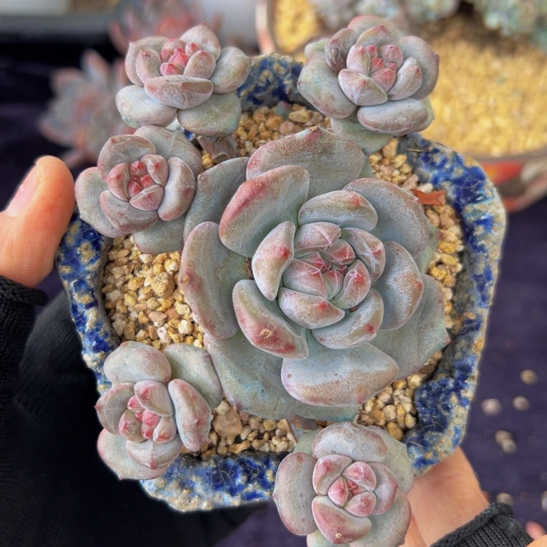 新年快乐 新年快乐