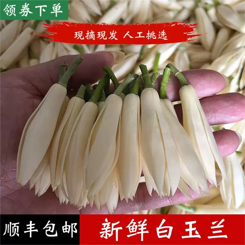 新鲜玉兰白兰花鲜花黄角兰黄果兰可做纯露闻新鲜黄角兰鲜花正宗