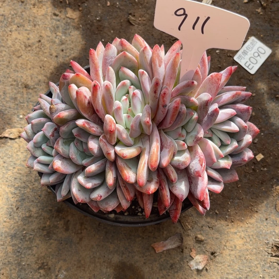 老阿姨花卉一物一拍911