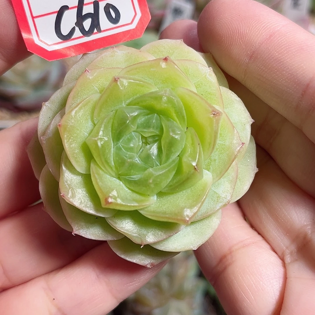 C610 一物一拍 时冬