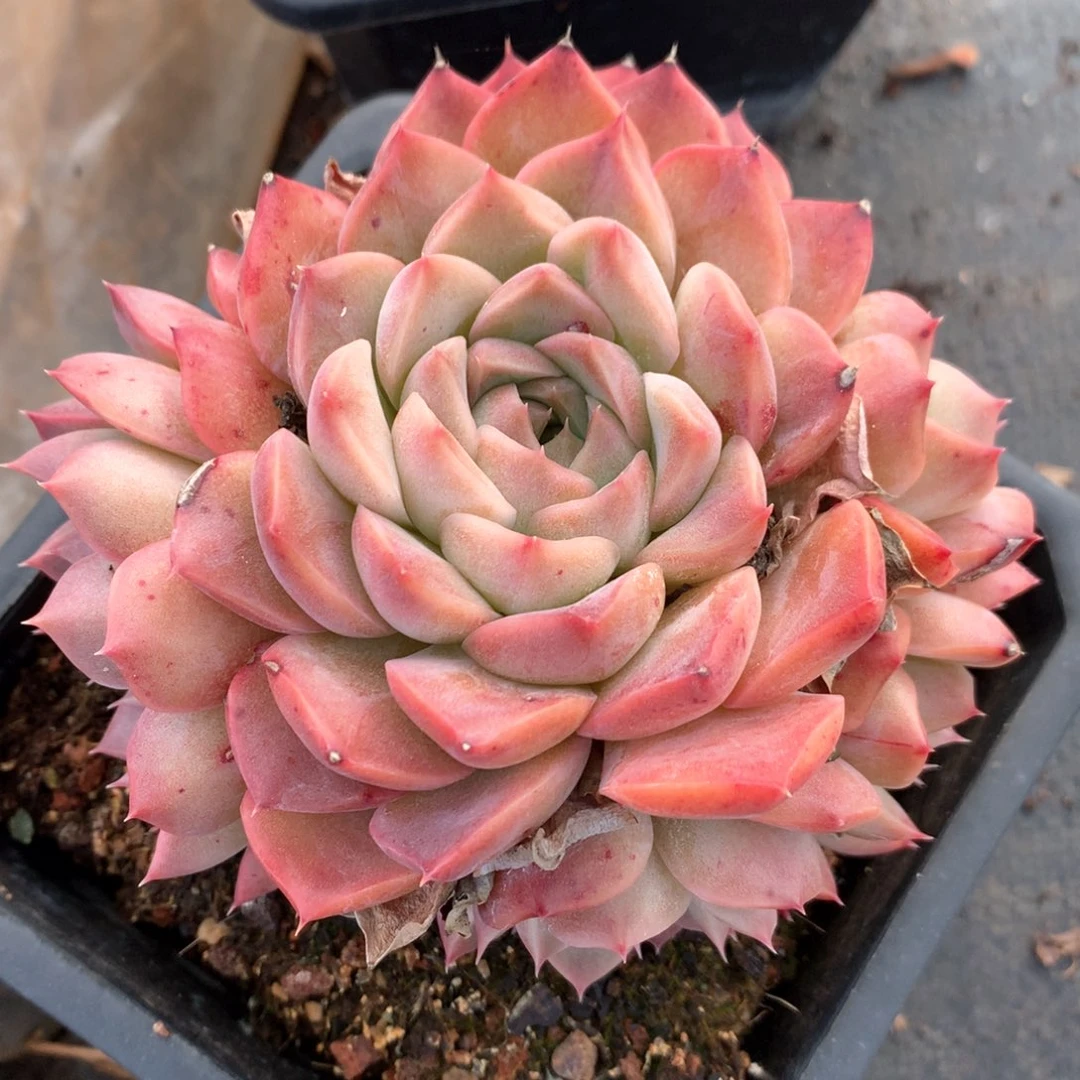 6581杂交多肉植物