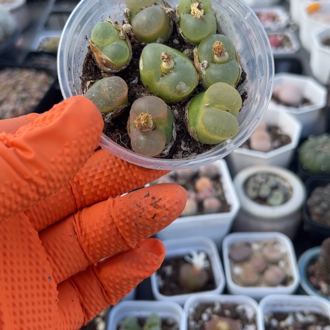多肉植物一物一拍7