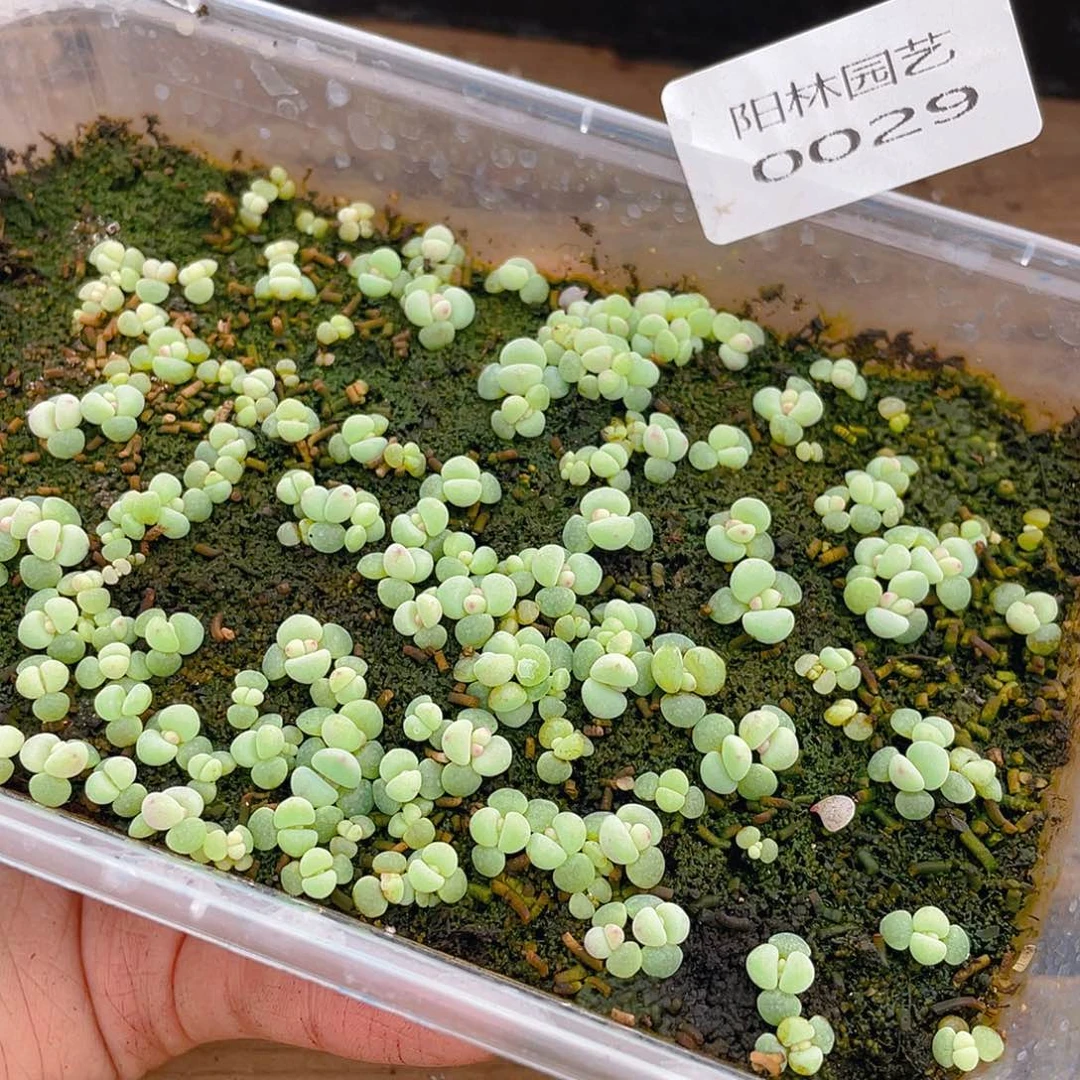 多肉植物多肉植物29