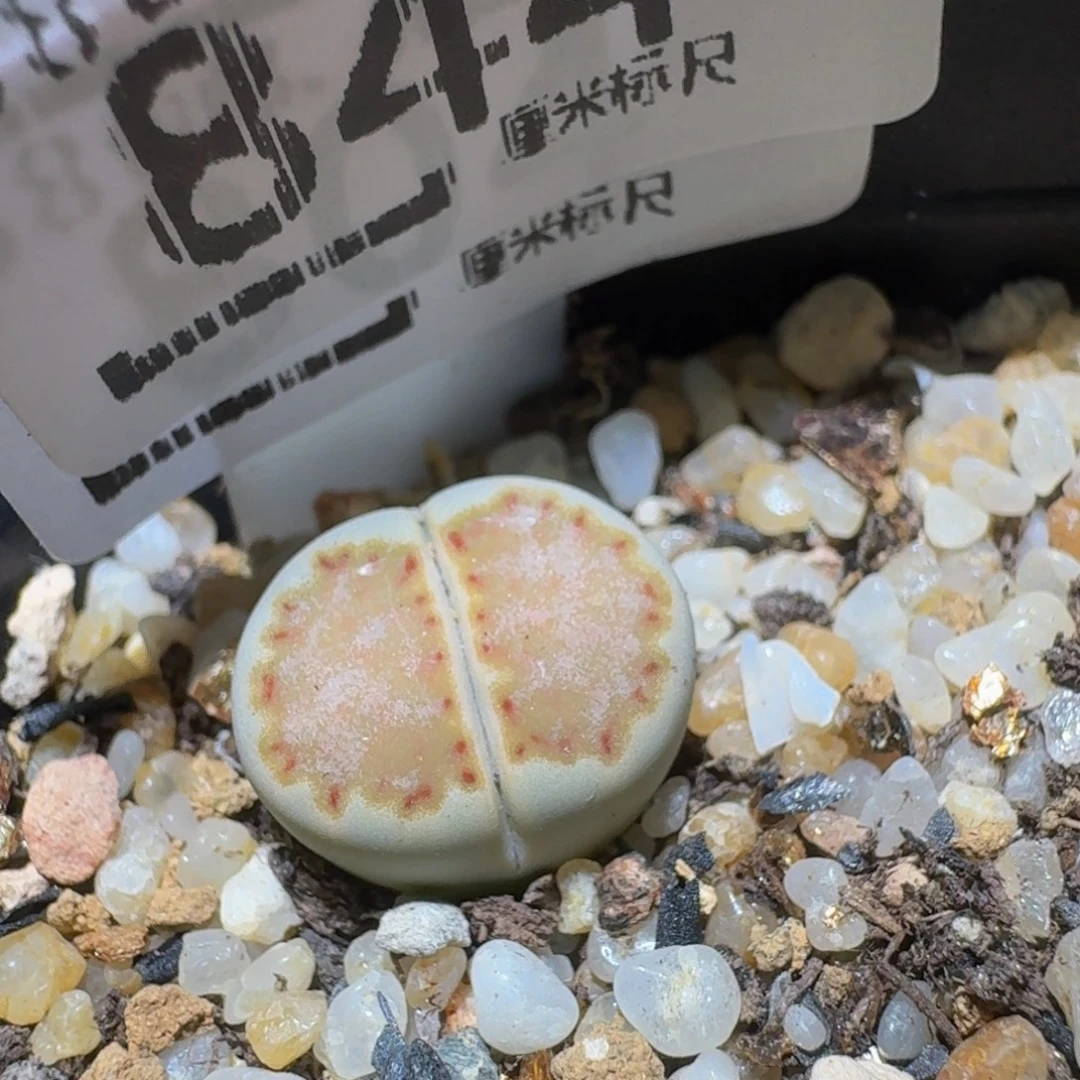 Ssss精品生石花844