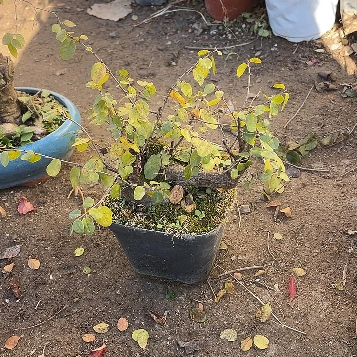 遇***你无花朵38菊花菊花计划经济