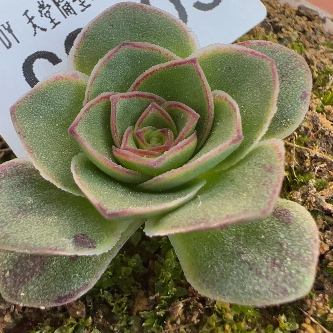 陈陈803黄帕x潘x各种