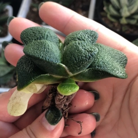 军配蜗牛母本带2侧牙一起