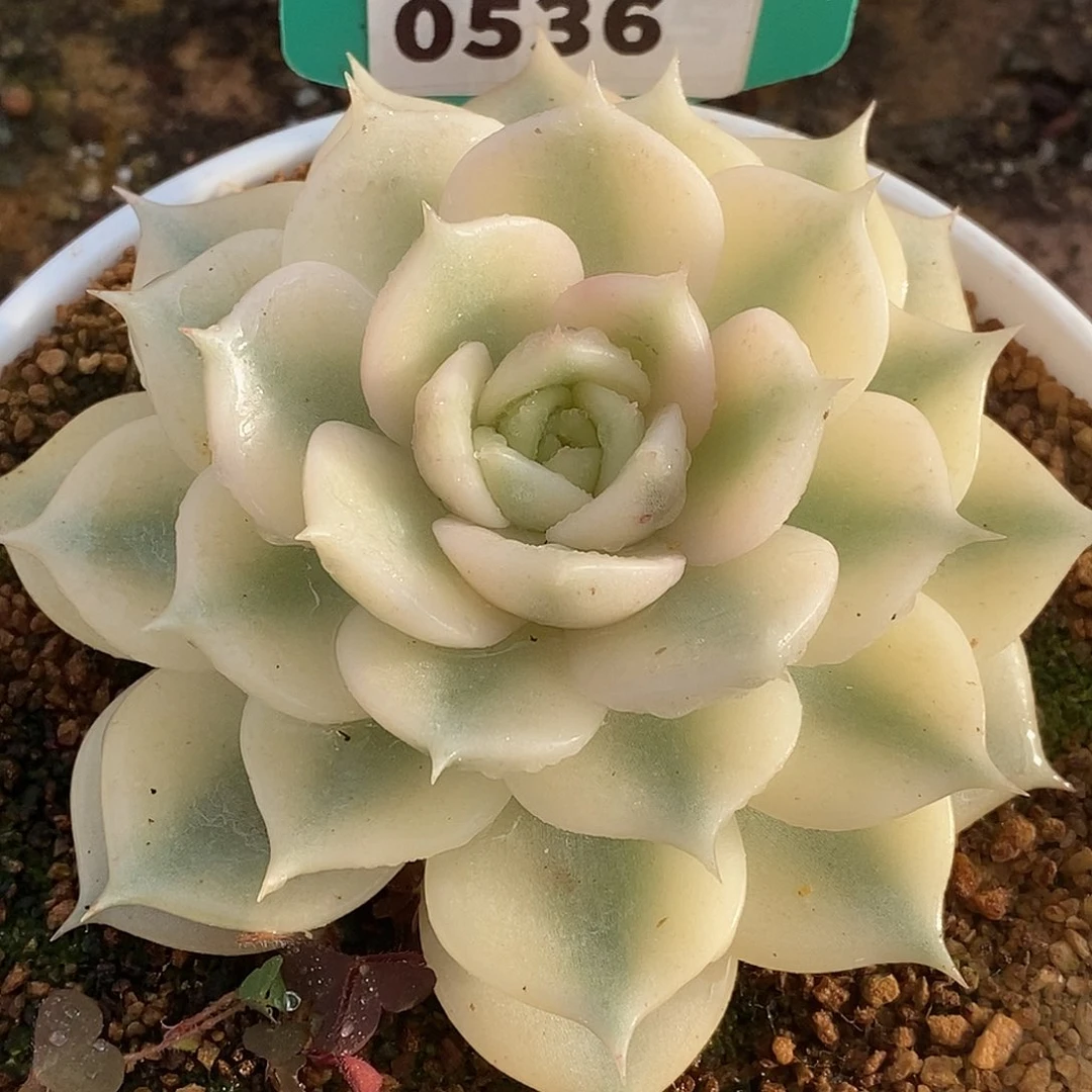 536贝加尔湖哈哈哈哈哈