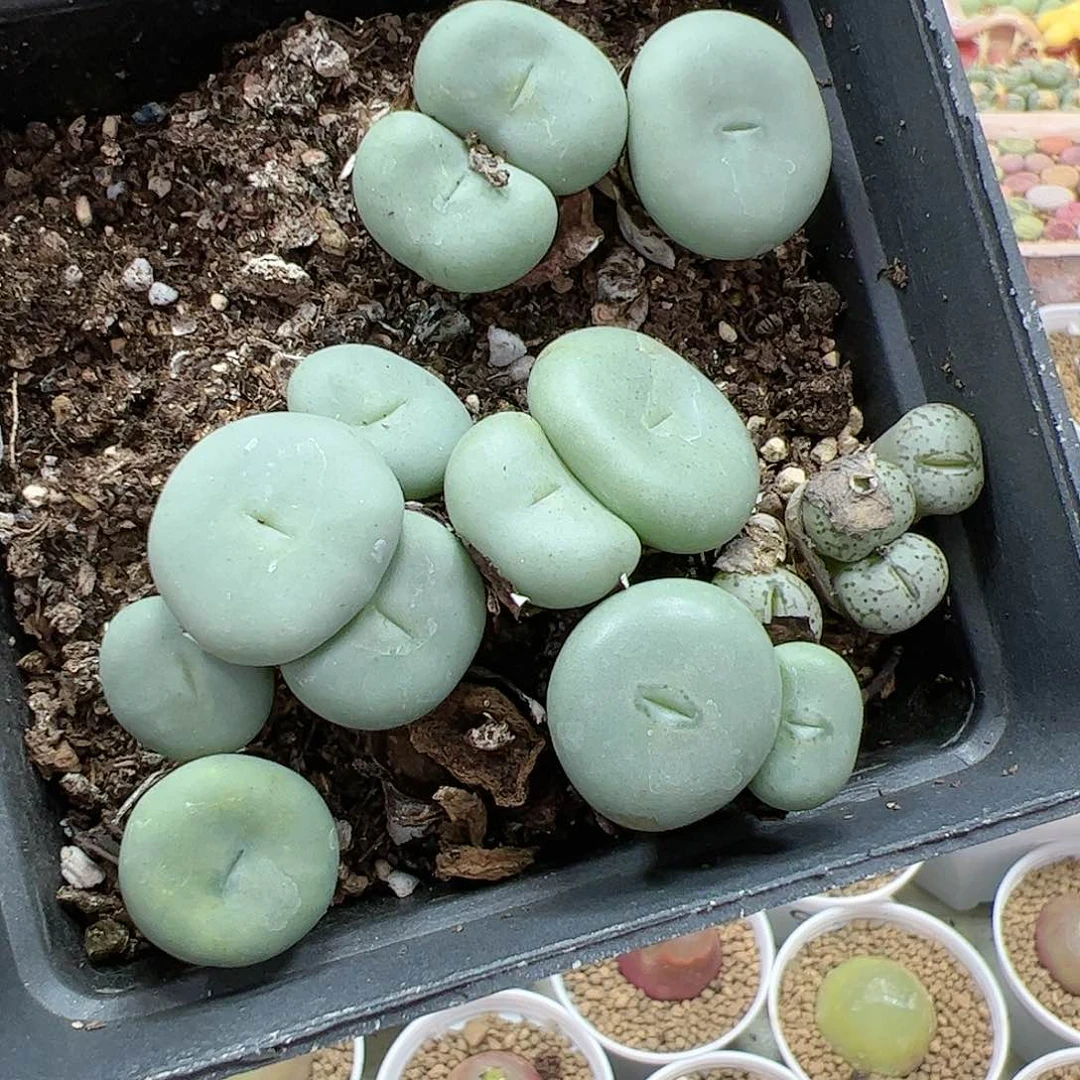 【闪购商品】331 开播福利