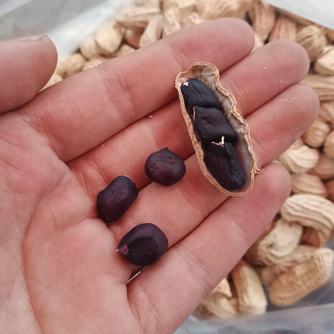 佤乡山货推荐【黑花生】山货特产2