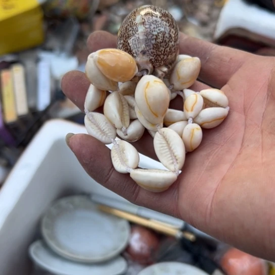 v***掌杂色豆（科檀/科特迪瓦檀木）