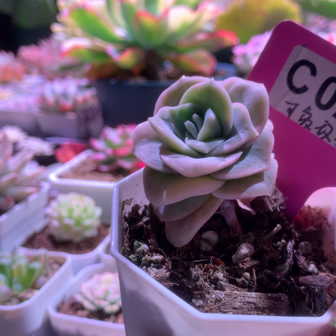 可爱玫瑰锦有根有根