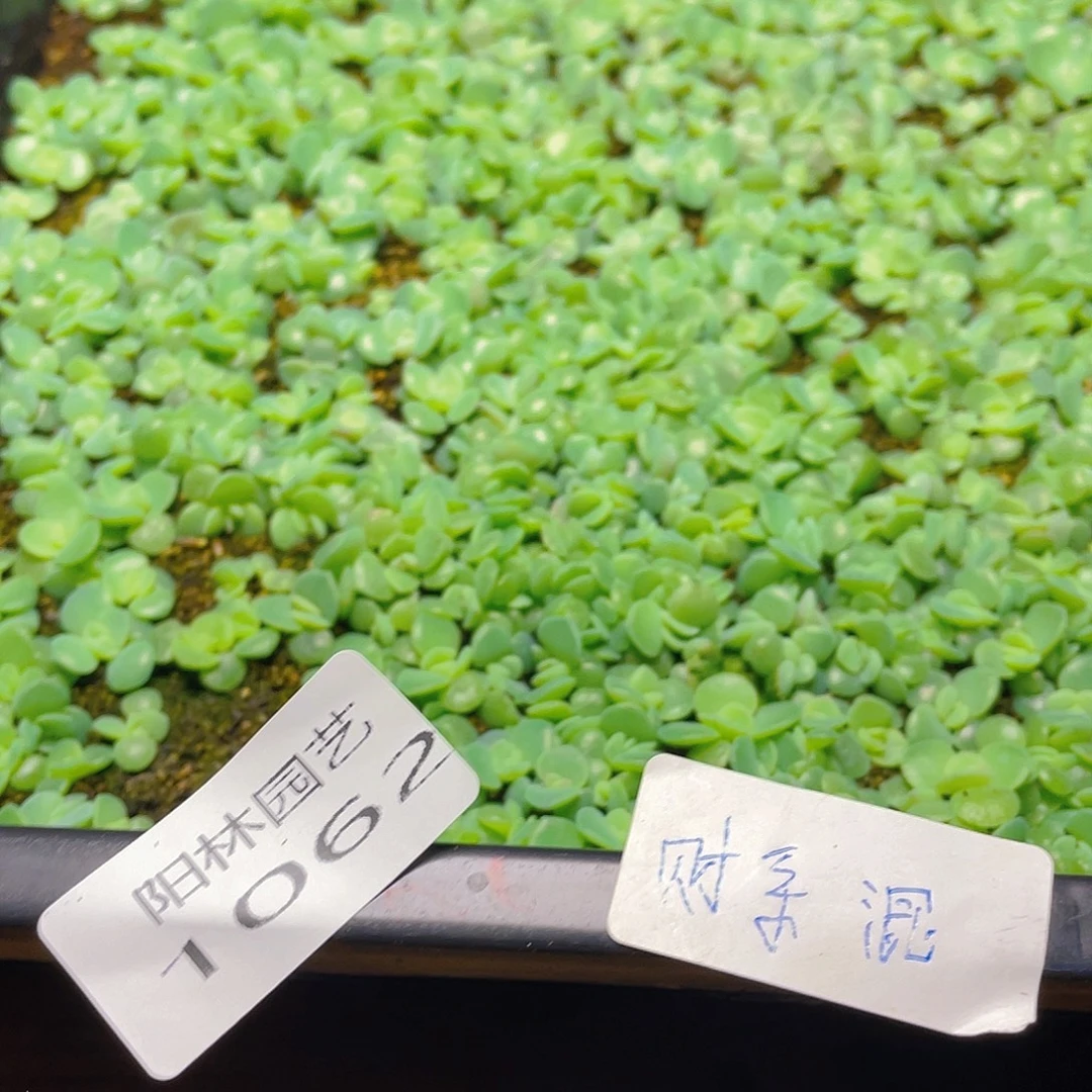 熊***宝多肉植物多肉植物1062