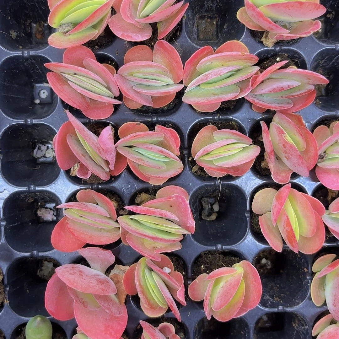 唐寅一颗量拍1111