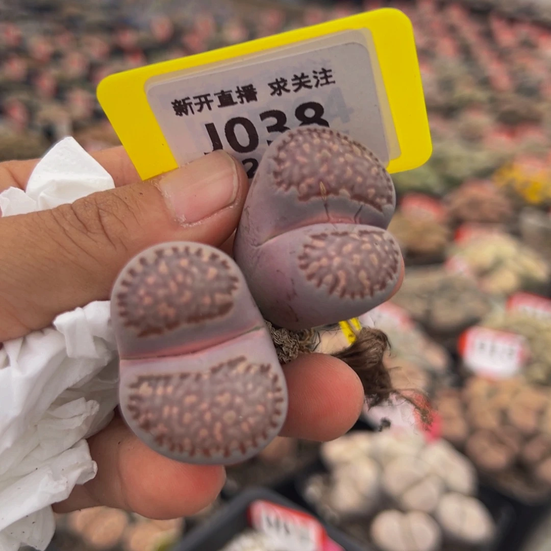 038 生石花大群生大群生