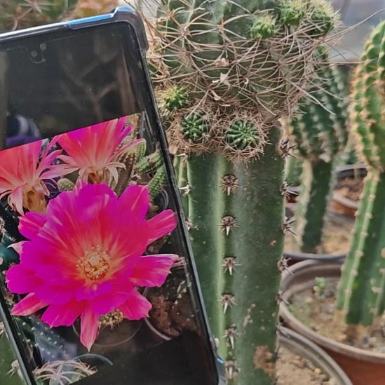 丽花妩媚秀普嫁接大号清524