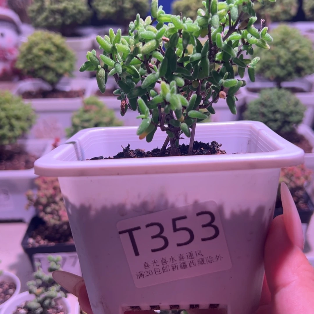 353彩虹卷带盆土发货一物一拍