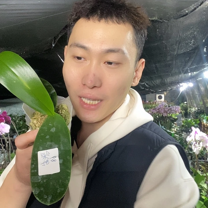 无花朵玛卡龙蝴蝶兰