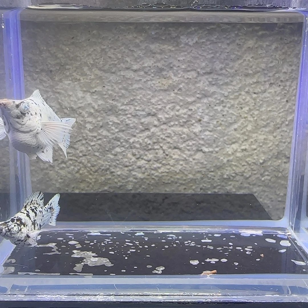 孔雀鱼奶牛钻眼圆尾一对。19号