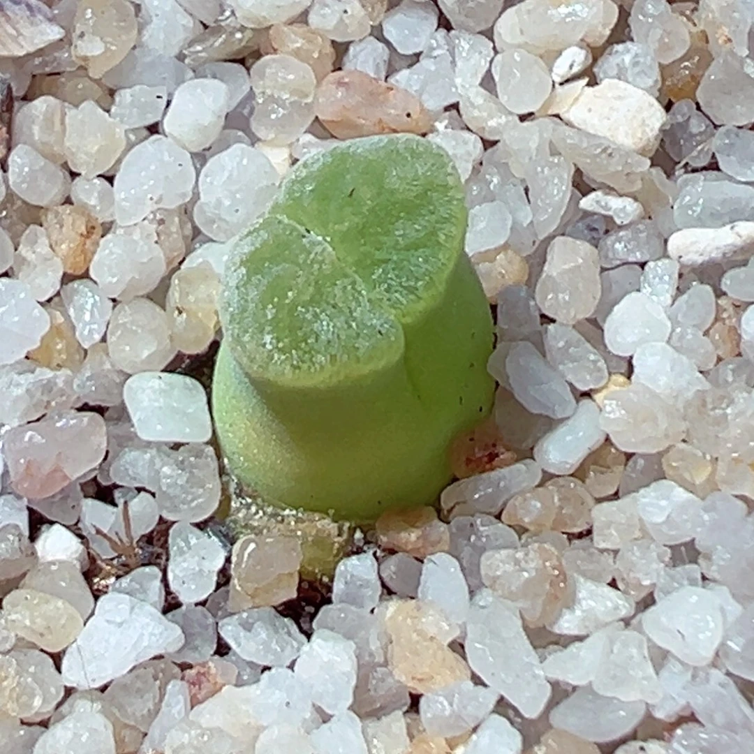 305-464.多肉极窗